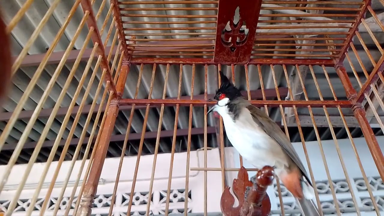 ลูกนกกรงหัวจุกป่าวัยหัดร้องเพลง เปิดยั้ว นกคึก นกร้องตาม