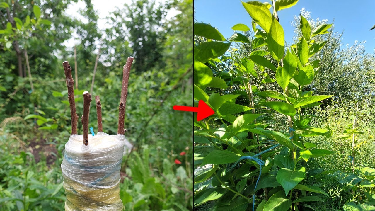 Kalemljenje kakija pod koru sa dve sorte (ceo video sa rezultatima kalemljenja)