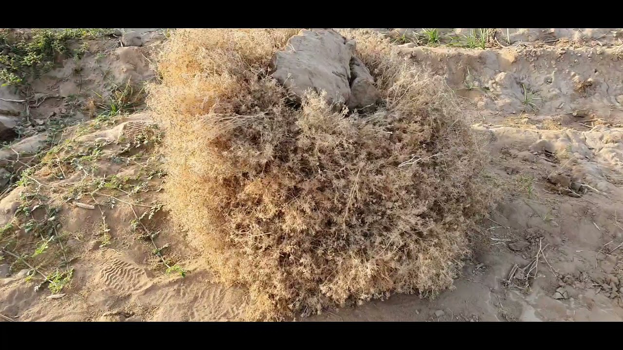 waking up in a CUMIN farm in my RTT -  Gujarat India