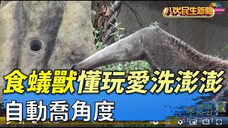 自動喬角度 食蟻獸懂玩愛洗澎澎 |【民生八方事】| 2022050507 @gtvnews27