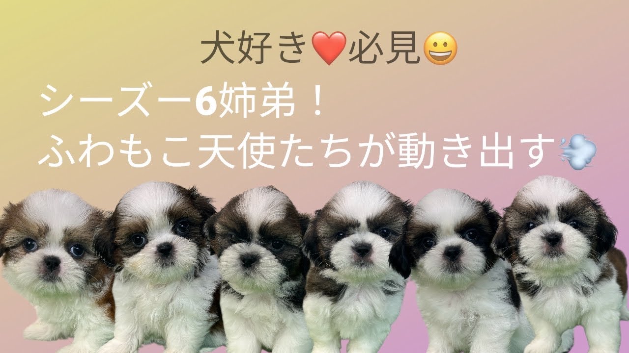 2025年9月4日生まれのシーズー6姉弟！ふわもこ天使たちが動き出す💨
