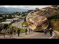 A Deadly Giant Snake Hunts Everyone In The Jungle Anaconda Explained In English 