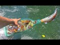 Plastic bottle fish trap catches fish