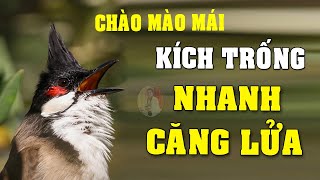 Siêu Phẩm Chào Mào Mái Gắt Như Lệnh Bài 💯 | Kích Trống Độc Quyền [không Quảng Cáo]