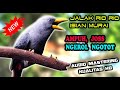 Download Lagu SUARA BURUNG RIO RIO GACOR NGEROL NGEBREN UNTUK ISIAN MURAI MENTAL TINGGI