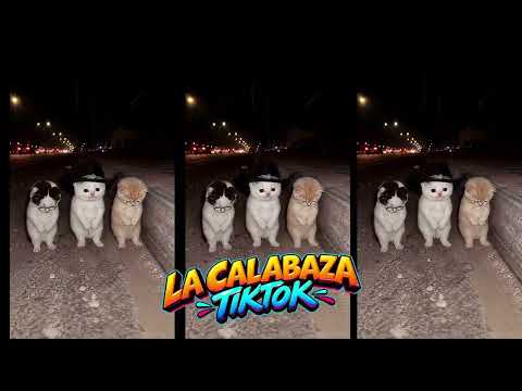 LA CALABAZA 🎃 GUARACHA REMIX | DANCING CATS 🐱🔥 #tiktokviral #viralvideo #cat #guaracha #gogueo
