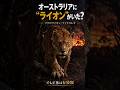 ライオンじゃないのに最強級?肉食の有袋類ティラコレオ #古代生物 #絶滅動物 #ティラコレオ