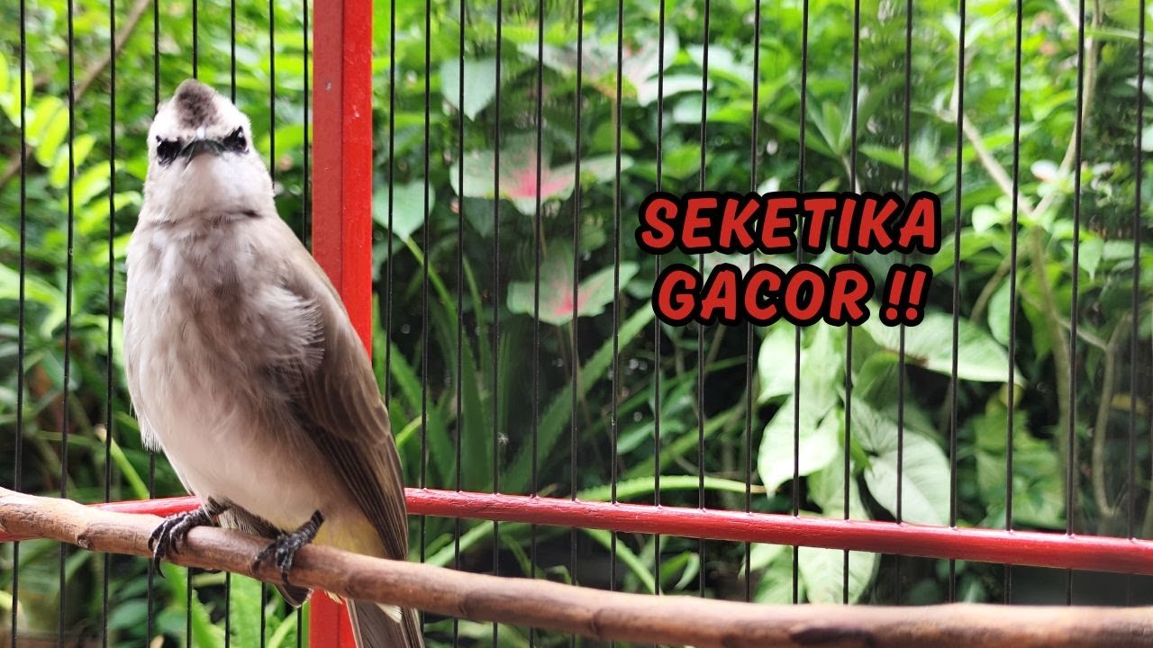 Masteran TRUCUKAN GACOR Ngalas Tarung ROPEL Paling Bagus Untuk Pancingan TRUCUK Agar Bunyi Nyaut