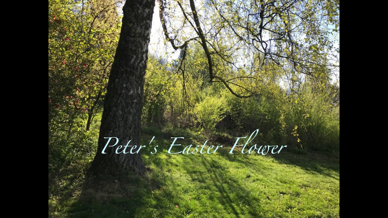 Watch YANG Jing: «Peter's Easter Flower» on YouTube Watch YANG Jing: «Peter's Easter Flower» on YouTube