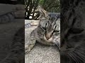 撫でたらちょっとビックリしながらモフられてみるキジトラ猫 #Shorts