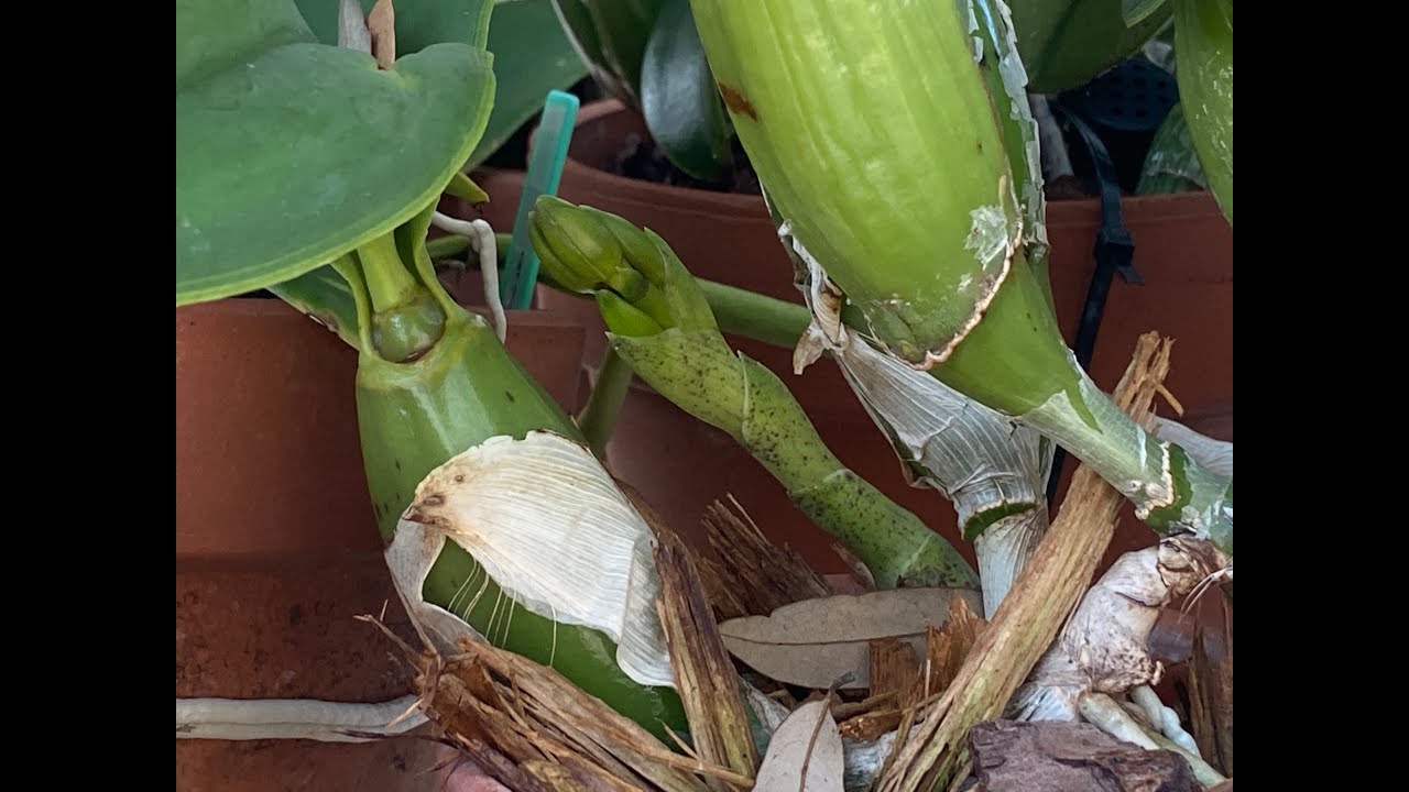 Spiking Cattleya walkeriana & nobilior II