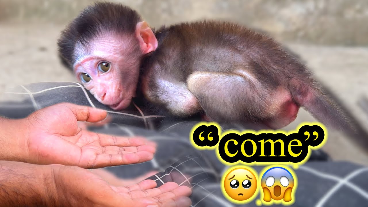 “Baby Monkey Cici Gets Scared While Playing and Cries Until Foster Dad Comforts Her 💔”