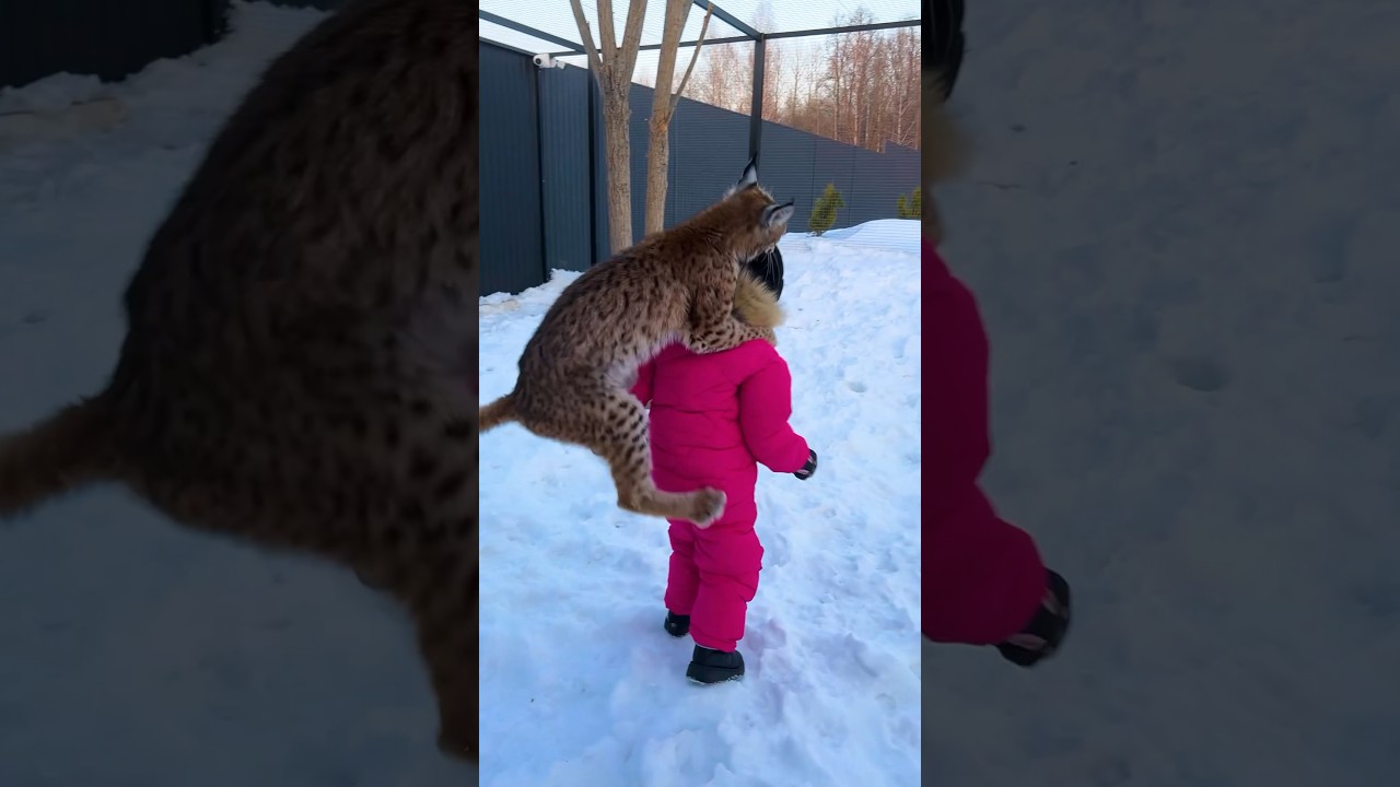 Рысь набросилась на ребёнка😳🤯