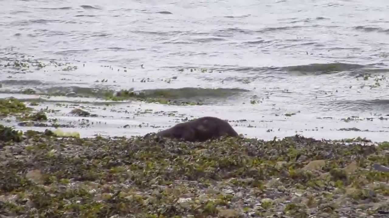 Otter, Loch na Keal, Isle of Mull