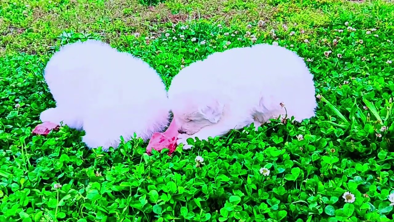 Maremma Sheepdog Puppies, Meaty bone introduction