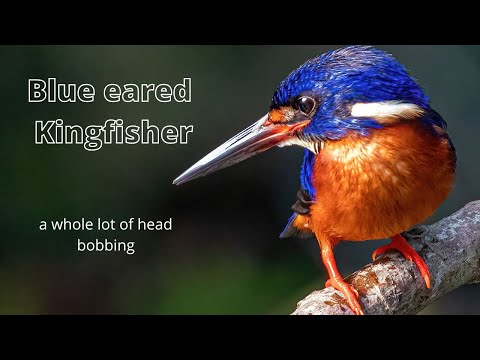 Blue eared Kingfisher