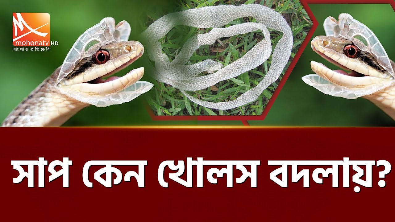 Snake Shells সাপ কেন খোলস বদলায় জানেন ? | Snake Shells | Mohona TV - YouTube