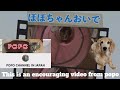 This is an encouraging video from popo/これはポポさんからの励ましの素敵な動画です @popochannel888 Thank You so much🙏
