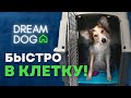 Учим оставаться в клетке, переноске или вольере 🐕 Приучай к месту ПРАВИЛЬНО 🐶