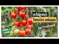 Tomaten erfolgreich anbauen im Freiland | Gemüseanbau im Garten @Gartengemüsekiosk