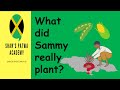 SAMMY DEAD! What did Sammy really plant? 'Peas and corn' or 'Piece a corn"?