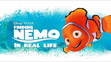 Finding Nemo Characters In Real Life