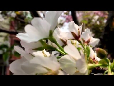 SLANK aku Di negeri Orang