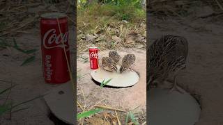 Unique Techniques Birds Trap #youtubeshorts