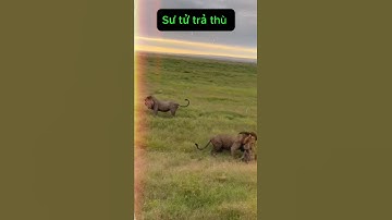 Vợ Bị Đàn Linh Cẩu Tấn Công - Sư tử đực trả thù đầy kịch tính #lion #thegioidongvat #dongvat #shorts