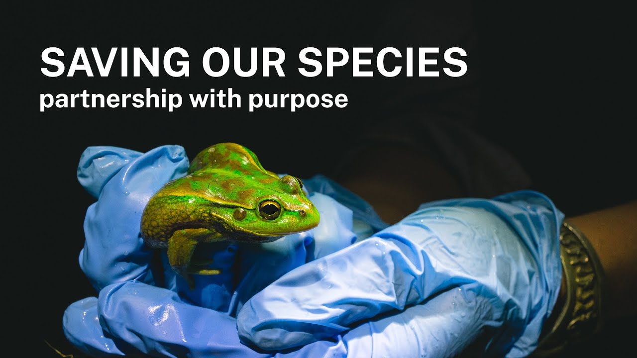 Saving our species program partnership with purpose youtube