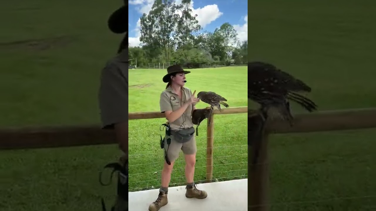Free flight raptor show 🦅🦉