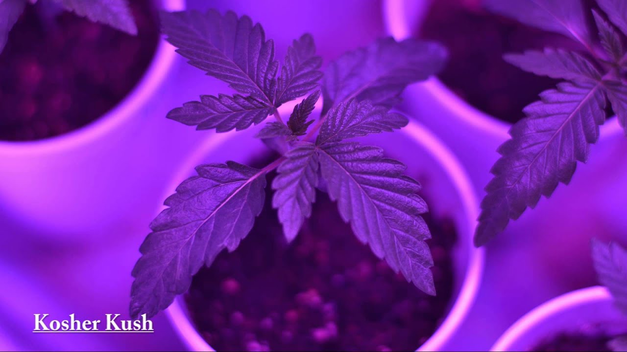 Seguimiento Veg Led 288W Week 2 · Kosher Kush · Girl Scout Cookies · Ice Cream (HD)