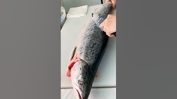 local river most fishing  cast net #fishing #fish #net #cast