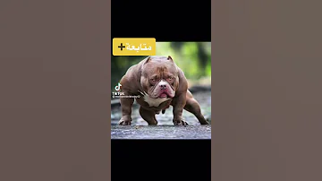 كلاب روت و بيتبول وبولى 