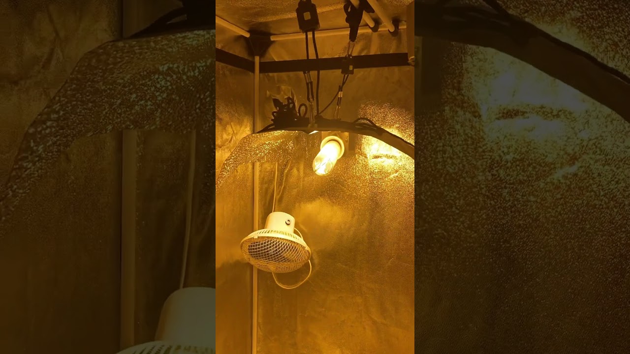 INDOOR 60x60x180cm. Carpa cultivo interior