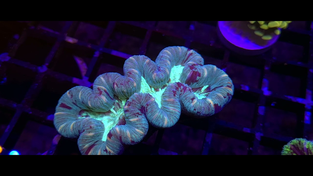 CF Trachyphyllia Geoffroyi