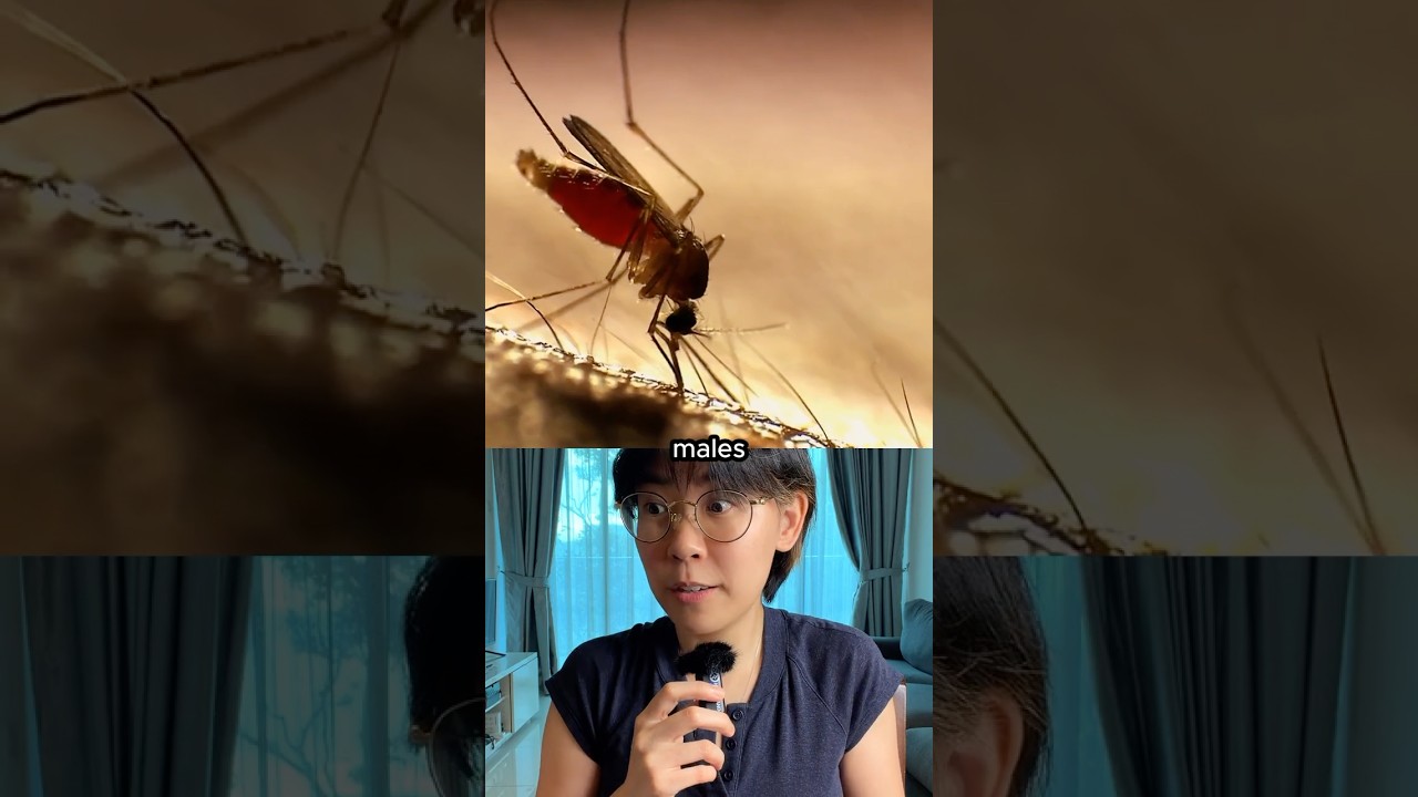 Google wants to release 64 million mosquitoes