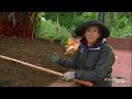 How to Grow a Terrific Tulip Bed