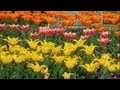 Planting and Caring for Bulbs