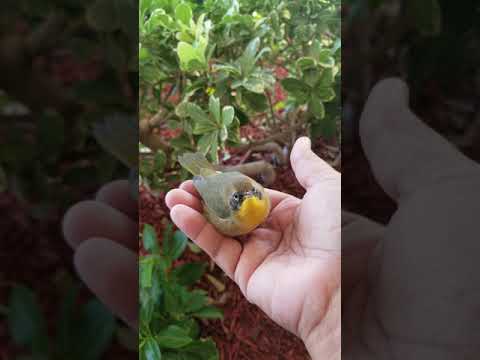 BIRD WHISPERER 😅