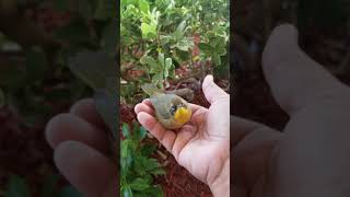BIRD WHISPERER 😅