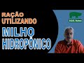 SUINOCULTURA: Rações Suínos com Milho Hidropônico