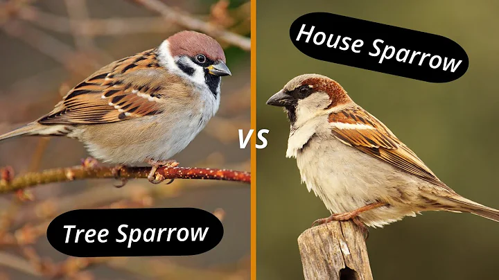 How to distinguish a house sparrow from a tree sparrow? House sparrow vs tree sparrow! - DayDayNews