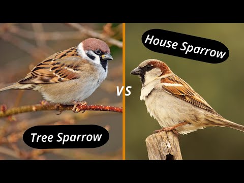 Video: House Sparrow: deskripsi. Apa perbedaan antara burung pipit rumah dan burung pipit lapangan?