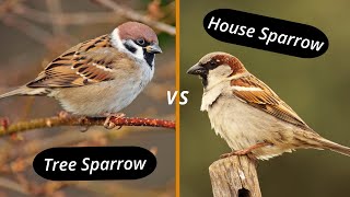 How To Distinguish A House Sparrow From A Tree Sparrow? House Sparrow Vs Tree Sparrow