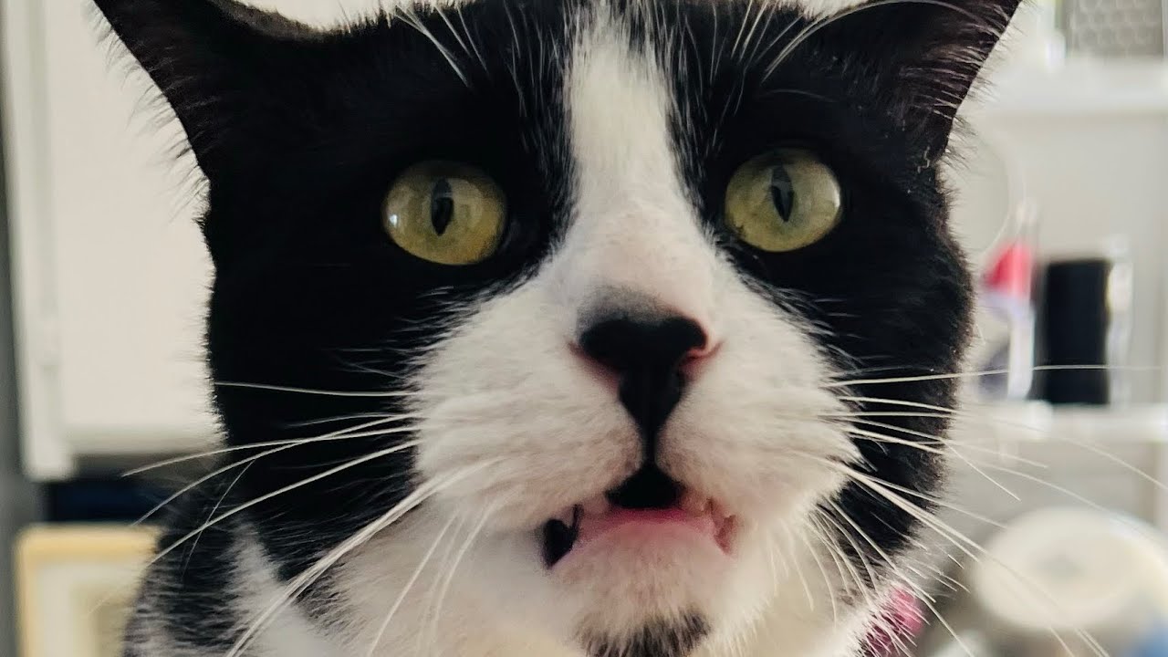 Cat Complain Another complain for the day #cat #catlover #shortvideo - YouTube