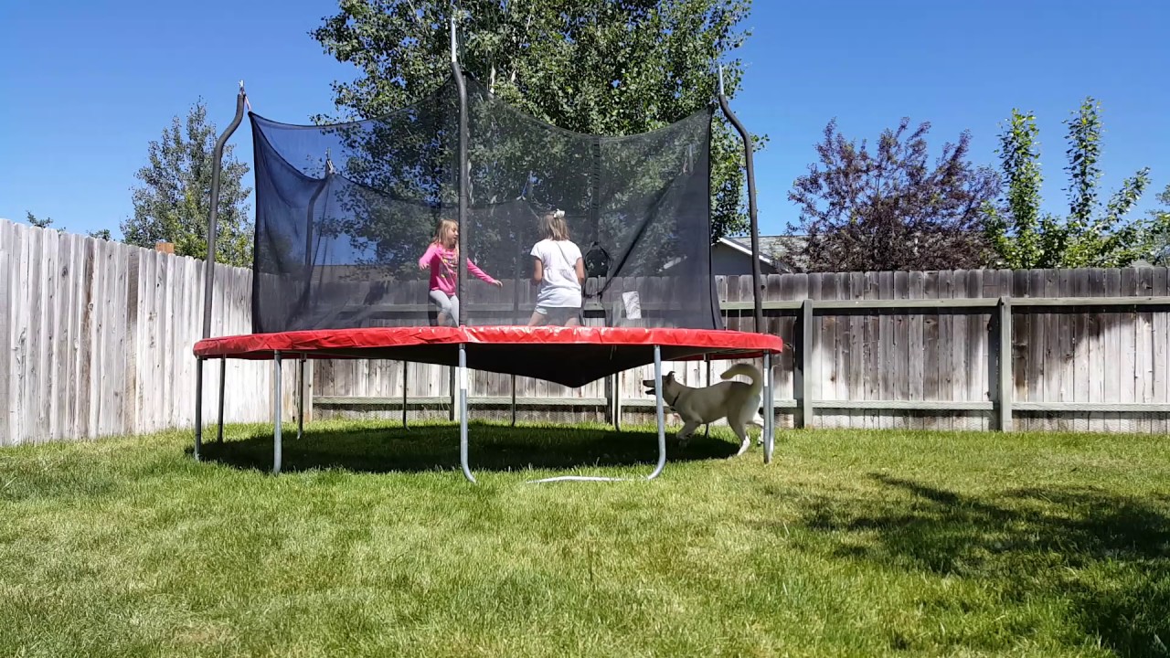 Korean Jindo Rory attacking trampoliner