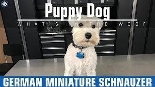 2016 Mini Schnauzer - Universal screenshot 3