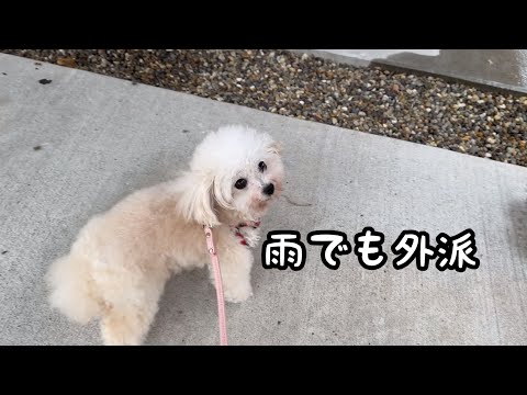 雨なんて関係ない！頑なに外でトイレを済ませたいトイプードル
