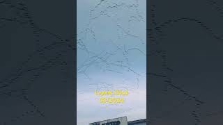 Leylek Göçü - Bursa Öçebe